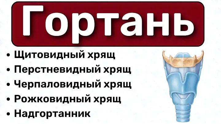 Гортань анатомия: хрящи гортани, строение гортани, связки гортани, щитовидный хрящ, перстневидный