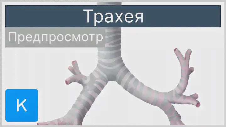 Трахея (предпросмотр) - Анатомия человека | Kenhub