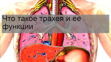 Что такое трахея и ее функции